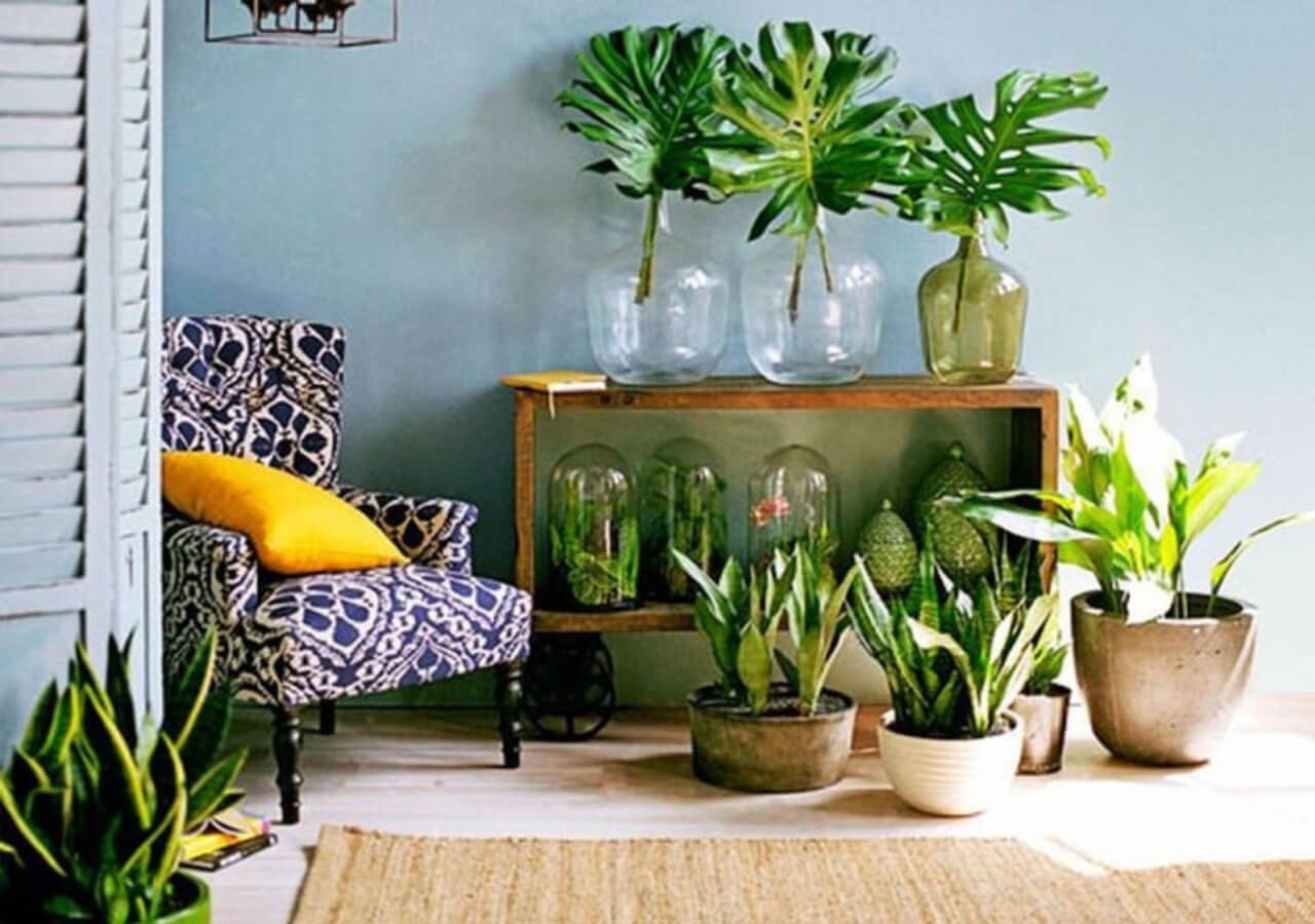 quais plantas purificam o ar do quarto