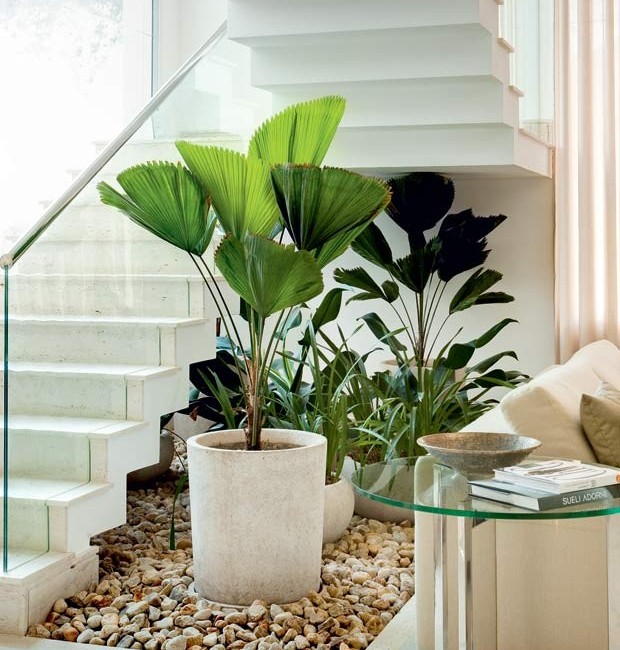 escolher plantas para banheiro com pouca luz