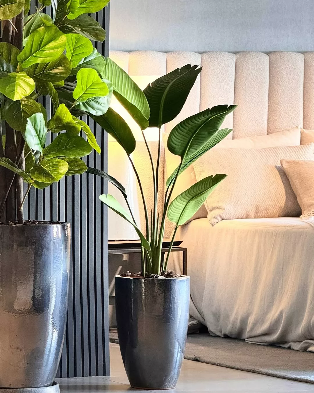 plantas de interior para casas pequenas