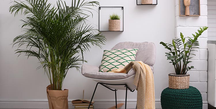 escolher plantas para banheiro com pouca luz