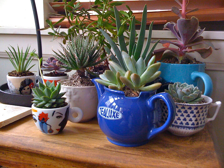 passo a passo mini jardim suculentas em xícara