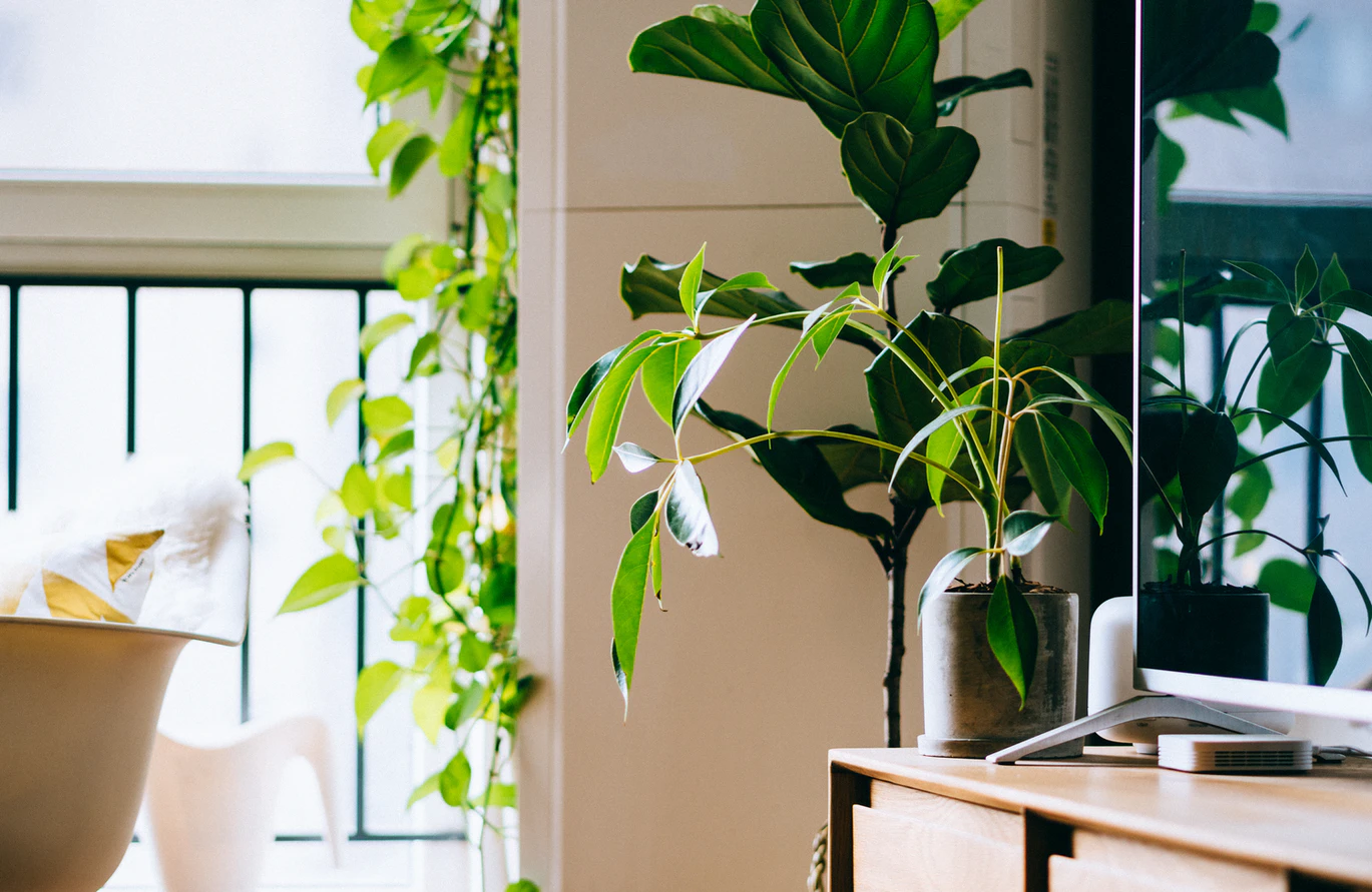 Plantas para Escritório: Soluções para Pouca Luz e Ar Condicionado