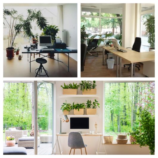 O Significado das Plantas na Decoração do Escritório: Energia e Sucesso