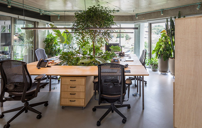 Guia Completo: Plantas de Baixa Manutenção para Seu Escritório