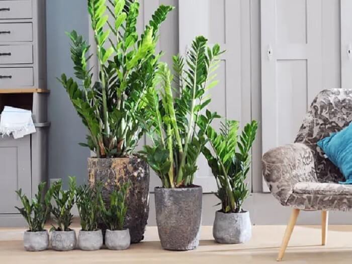 Plantas Pendentes e de Mesa: As Melhores Espécies para Ambientes Corporativos