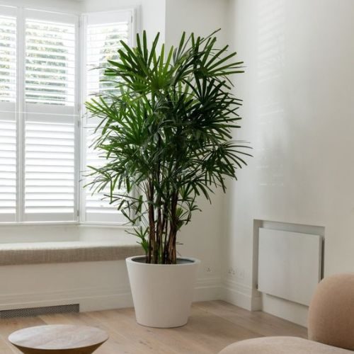 Guia Completo: Plantas de Baixa Manutenção para Seu Escritório