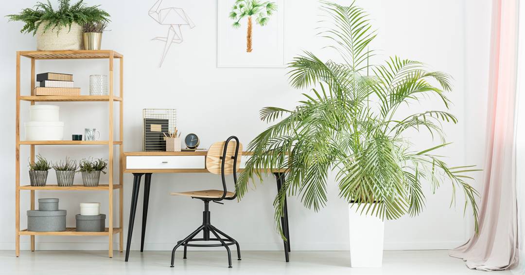 decoracao de escritorio com plantas