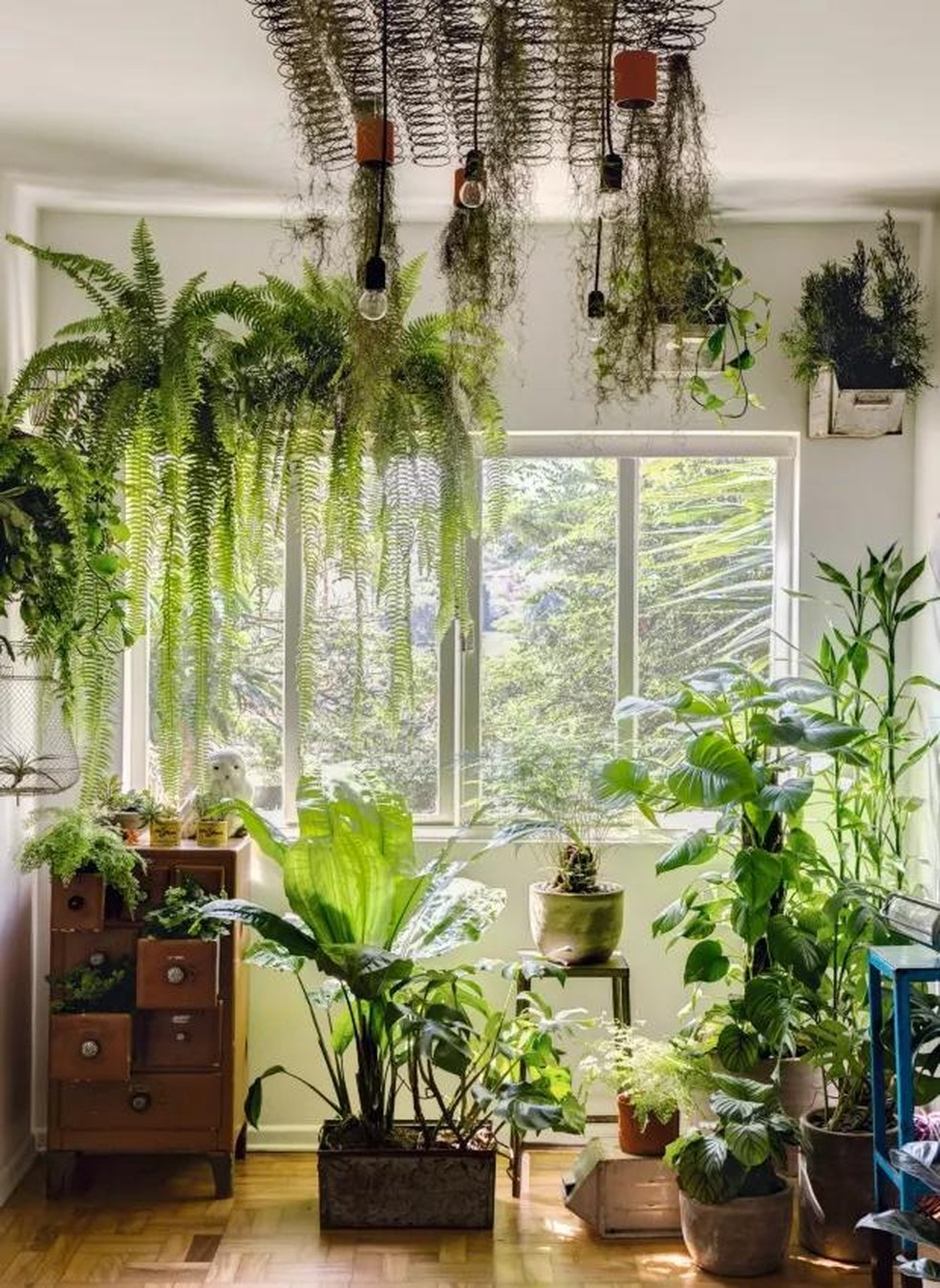 decoracao de escritorio com samambaias