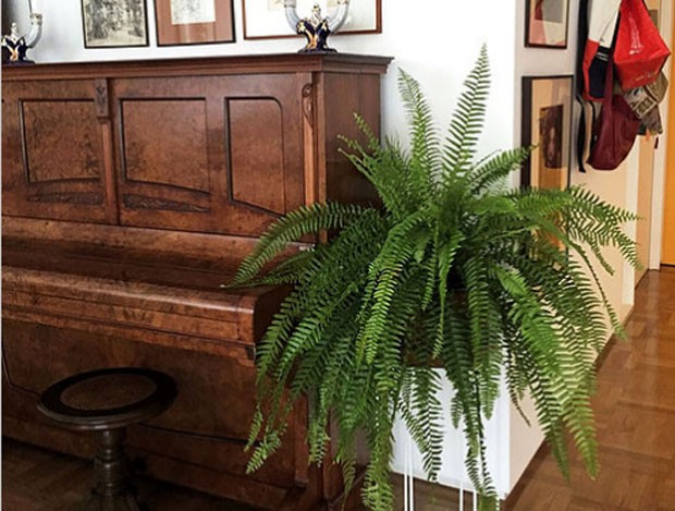 custo decoracao escritorio samambaia preco