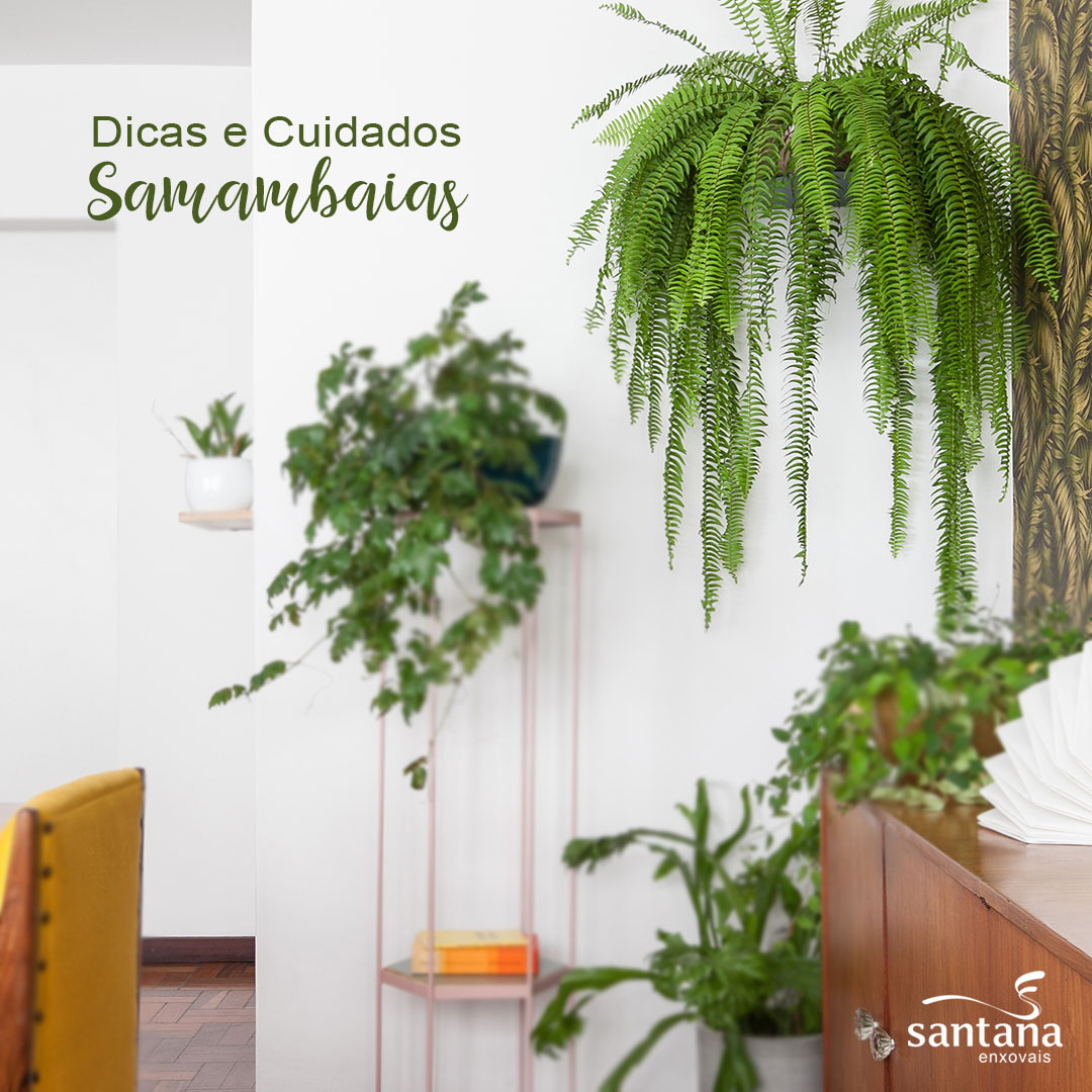 samambaia natural ou artificial escritorio qual melhor