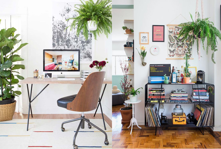 decoracao de escritorio com samambaias