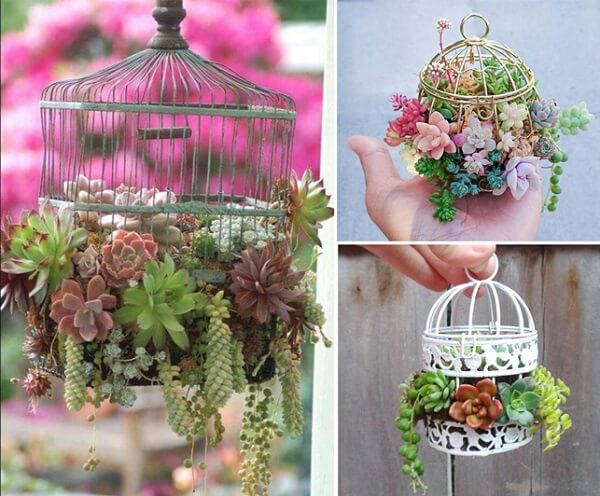 gaiola de ferro para suculentas