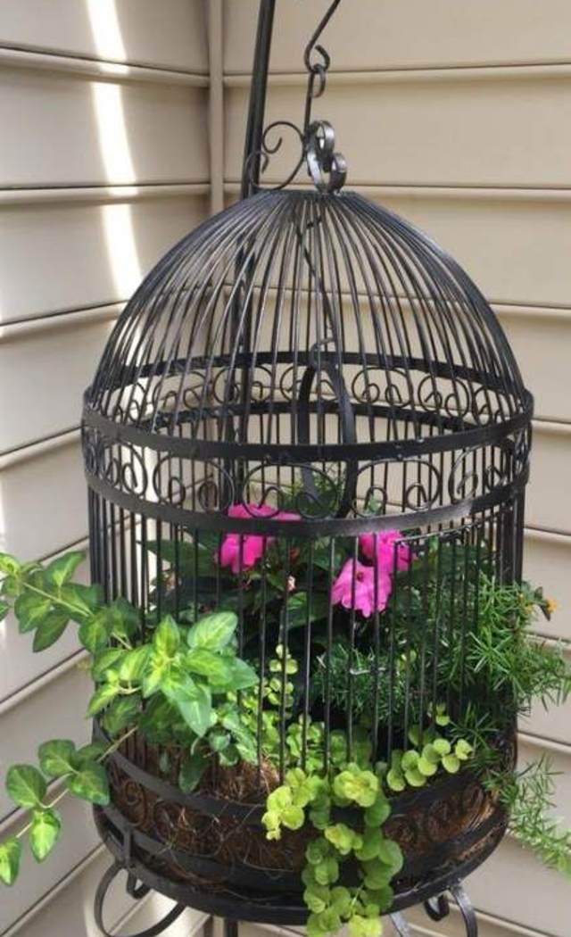 gaiola de ferro para suculentas