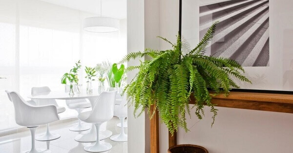 ideias de decoração com plantas tropicais