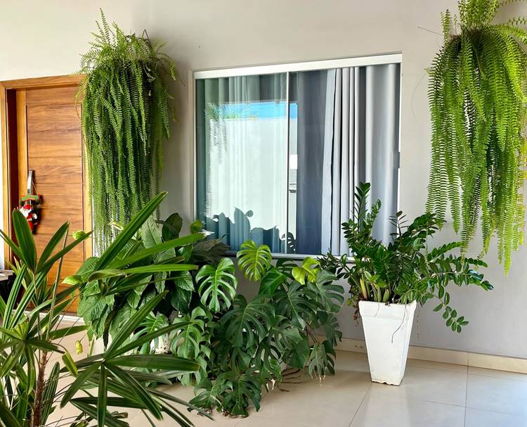 plantas para sala de estar