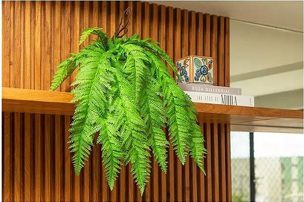 plantas para sala de estar