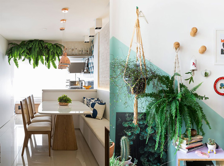 como cuidar de samambaia em vaso