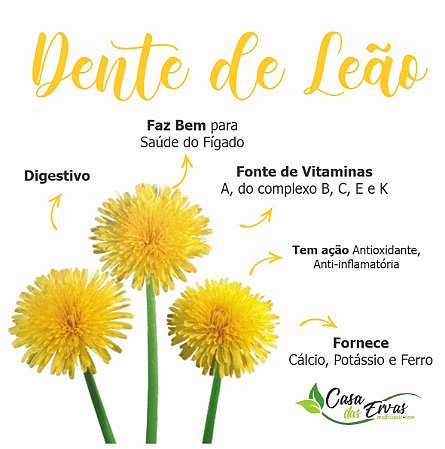 dente de leão benefícios