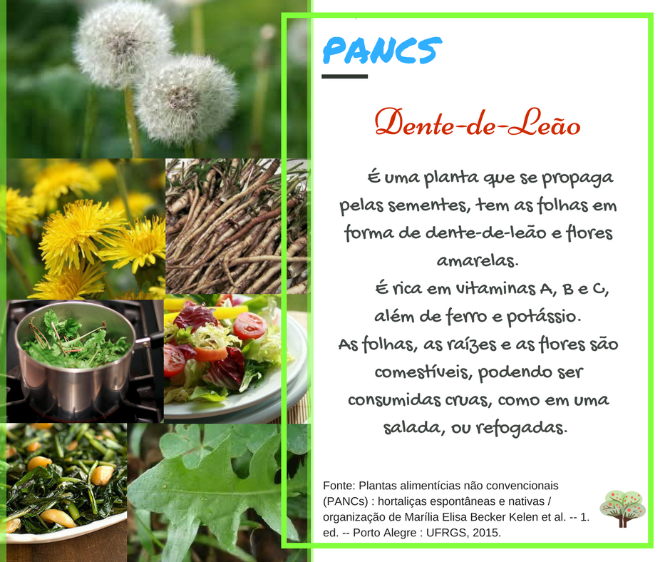 Dente-de-Leão na Culinária: Receitas Saudáveis com a Planta Medicinal