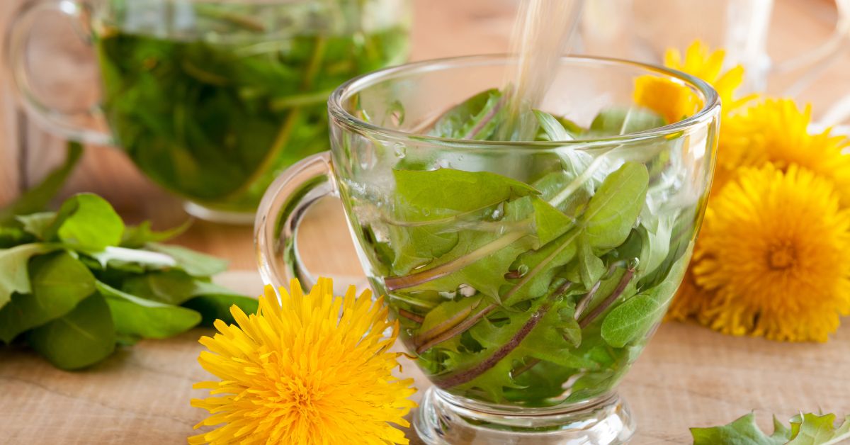 dente de leão benefícios