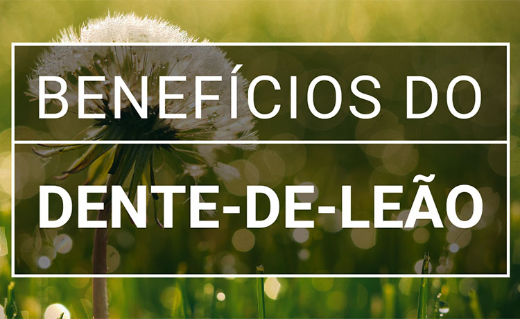Como Preparar o Chá de Dente-de-Leão Perfeito para Cada Benefício