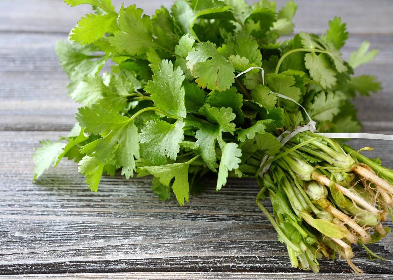 diferença entre coentro e salsa