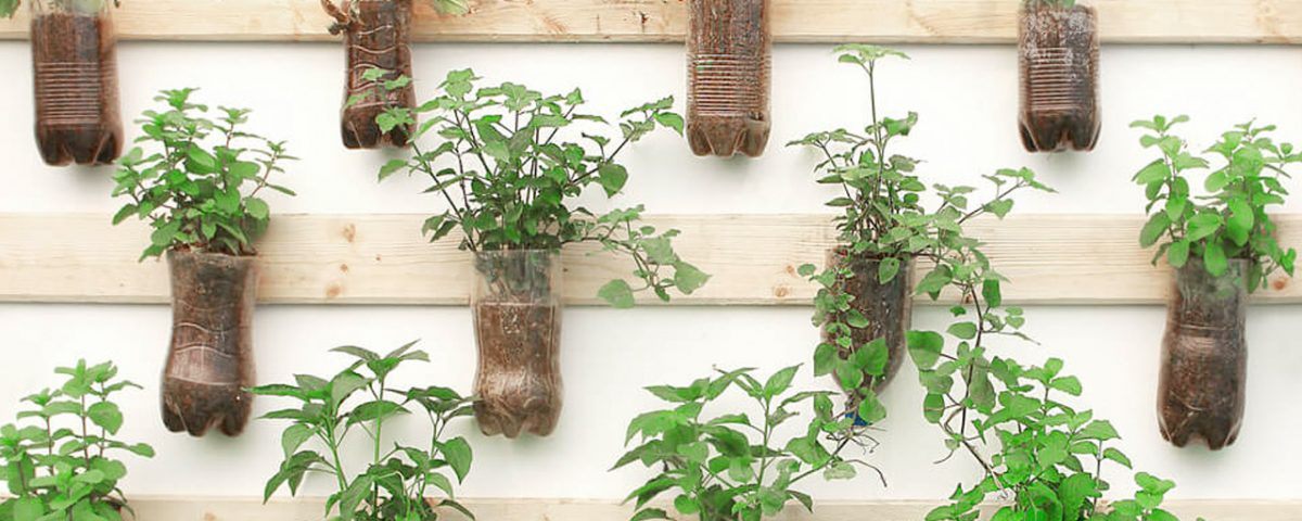 cuidados com horta vertical em apartamento