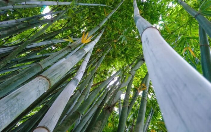 e viciante ter cheiro de bambu verde em casa