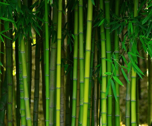 fragrância bambu bem-estar