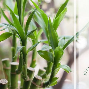 e viciante ter cheiro de bambu verde em casa