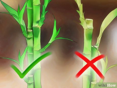 aroma de bambu para casa