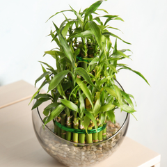 perfume de bambu para decoração