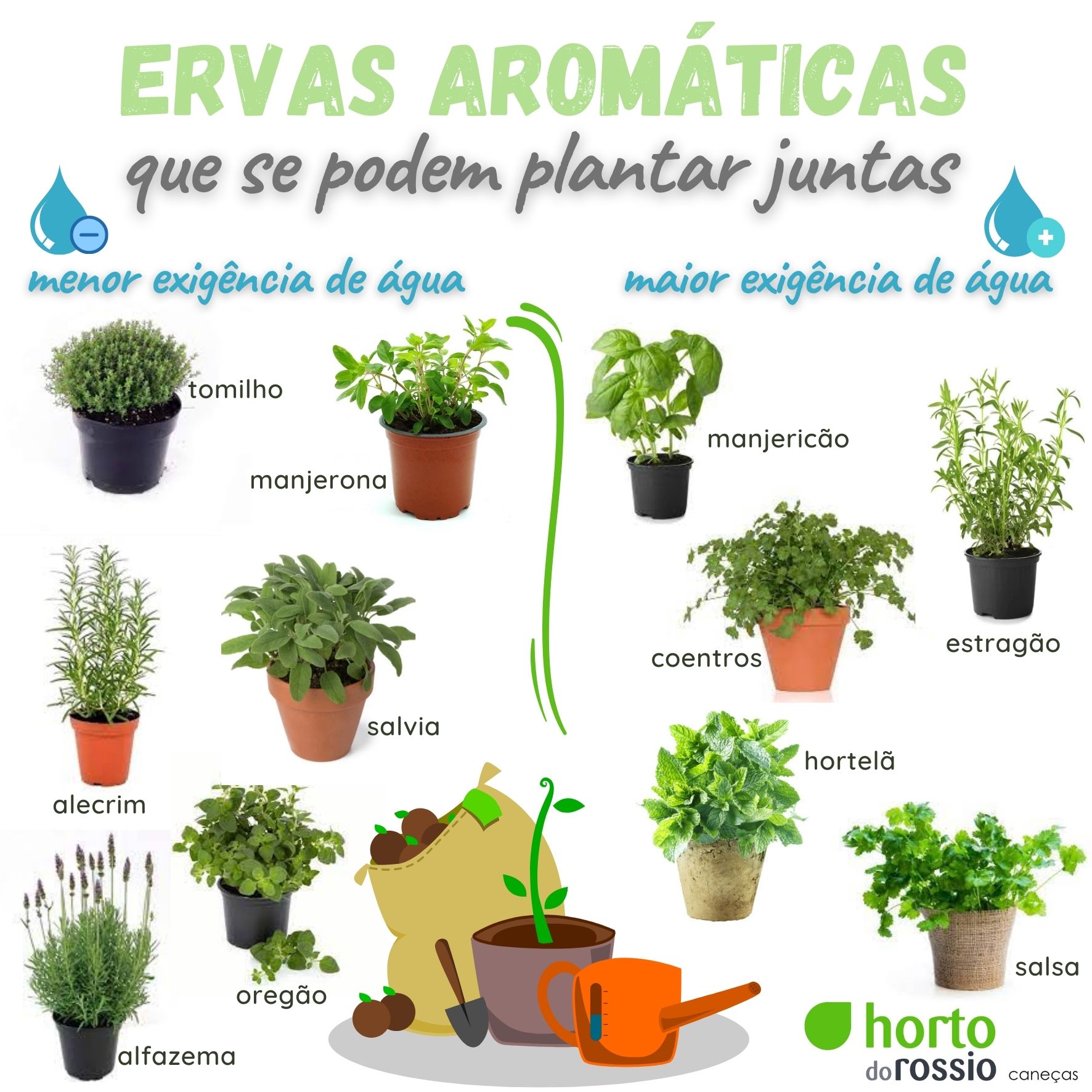 usos culinários das ervas aromáticas