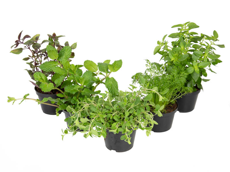 ervas para temperar alimentos