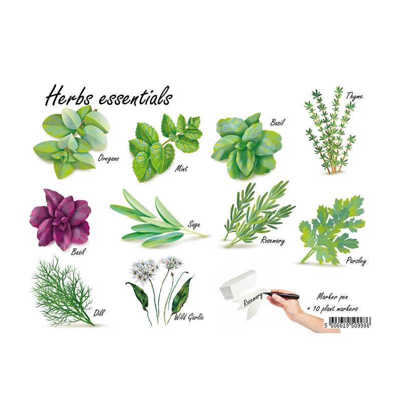 como conservar ervas frescas em casa