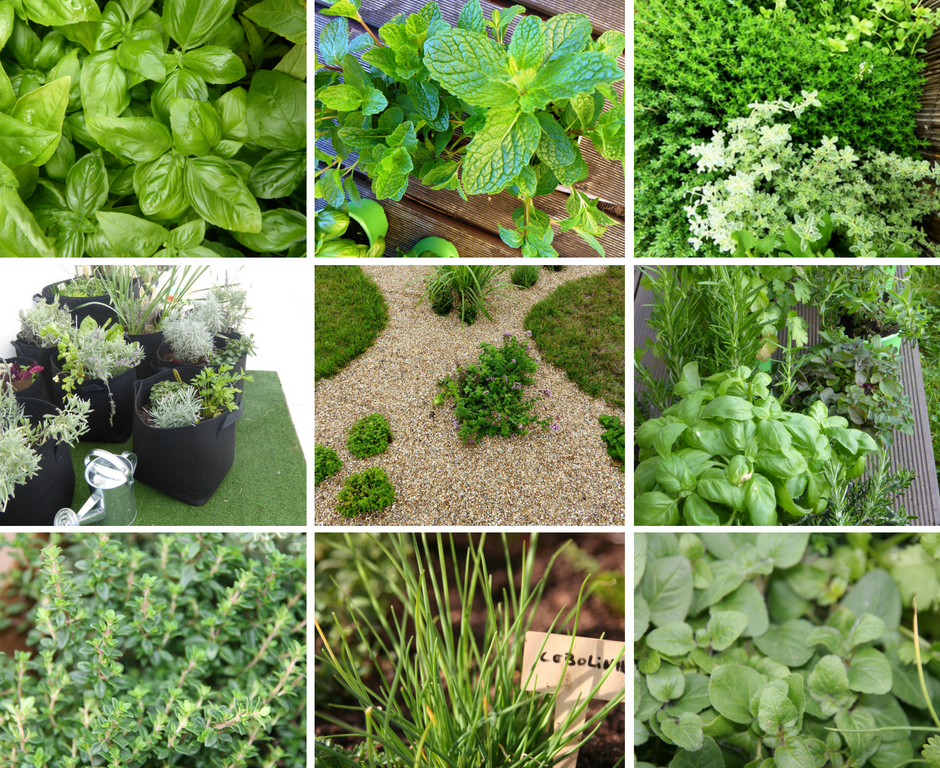 usos culinários das ervas aromáticas