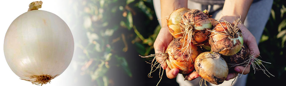 A Magia da Germinação: Entenda o Ciclo de Vida das Sementes