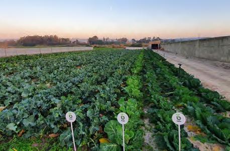 Inovação na Agricultura: O Papel das Sementes Tratadas e Melhoradas