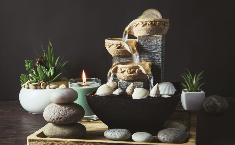 Plantas Ideais para o Feng Shui em Cada Cômodo