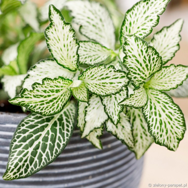 planta mosaico cuidados