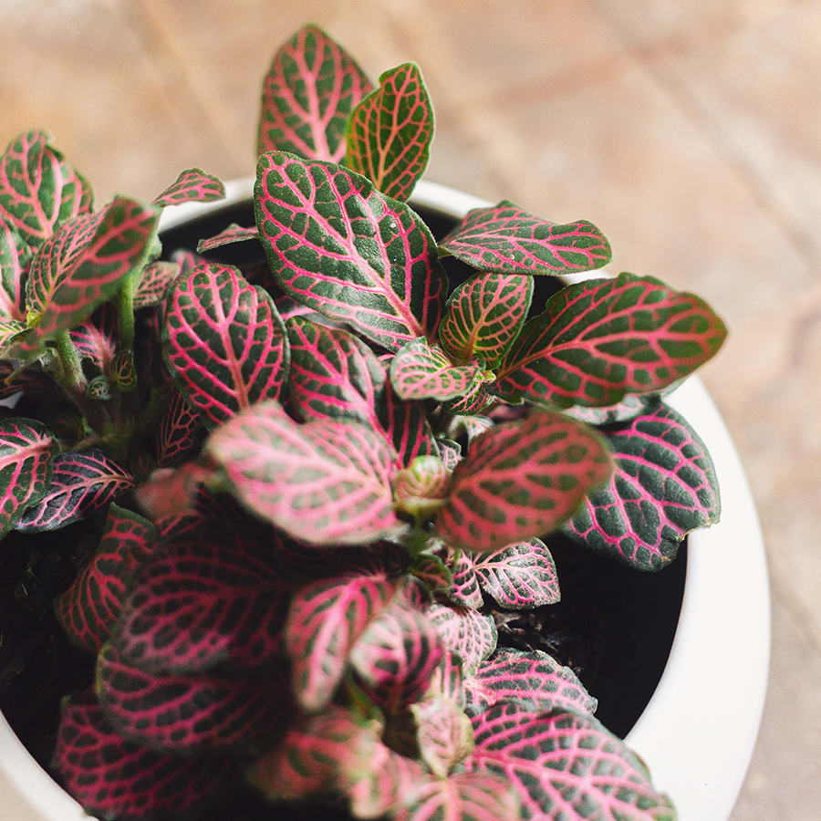 fitônia albivenis cultivo