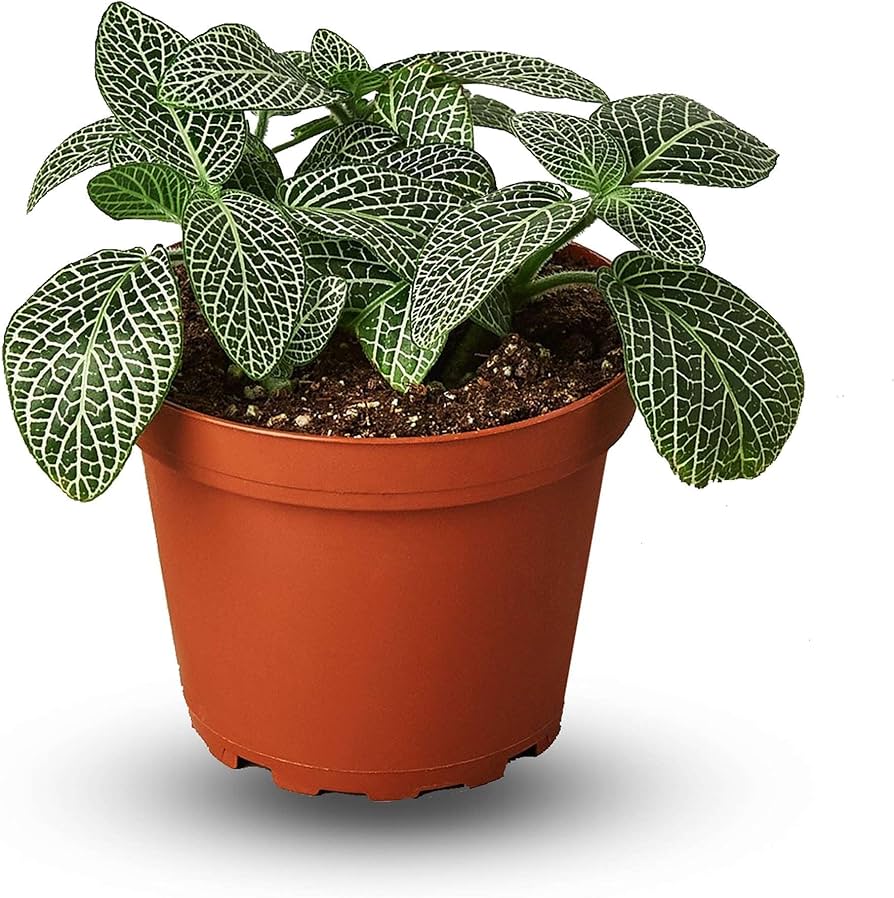 como cuidar de fitônia em casa