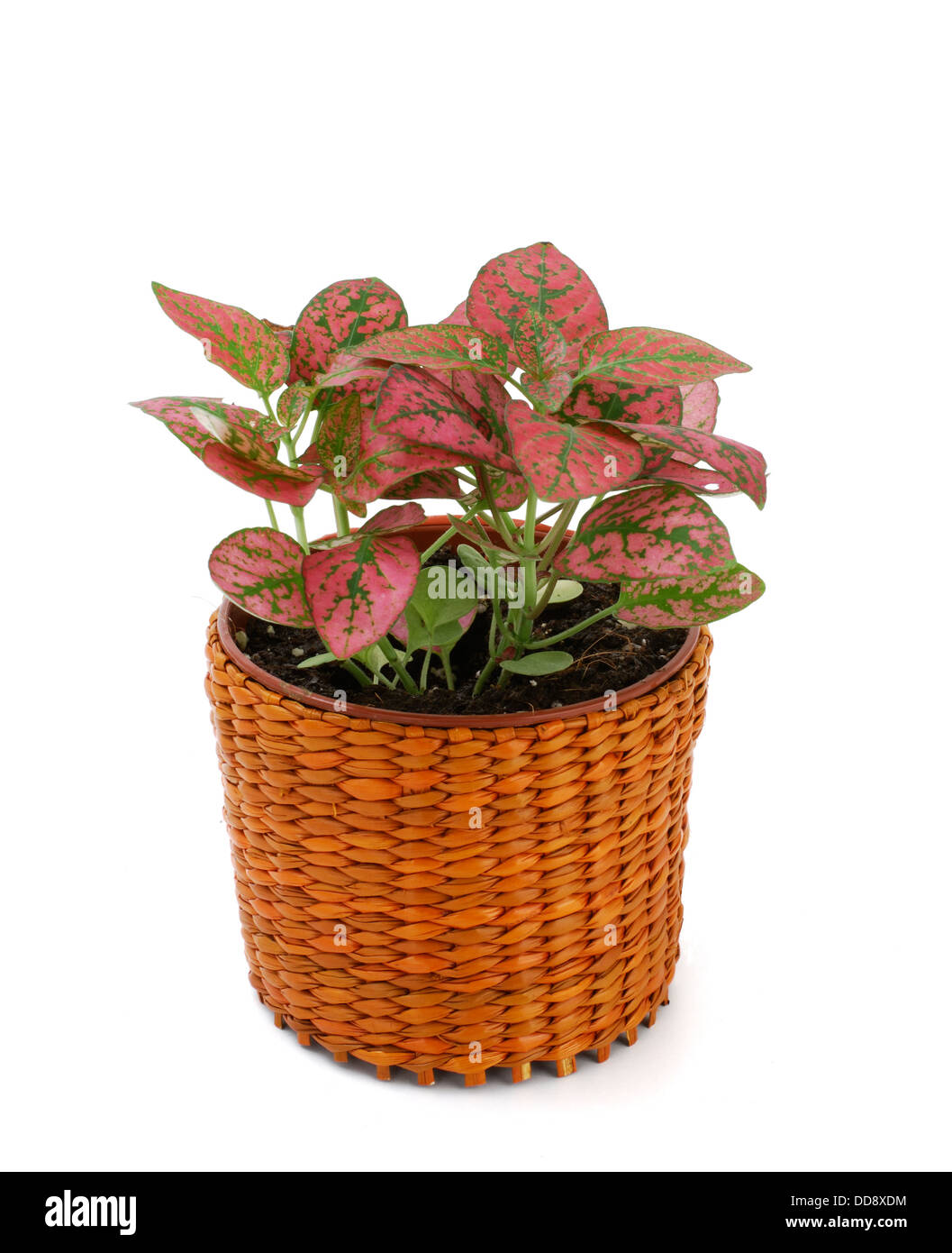 fitônia para terrário