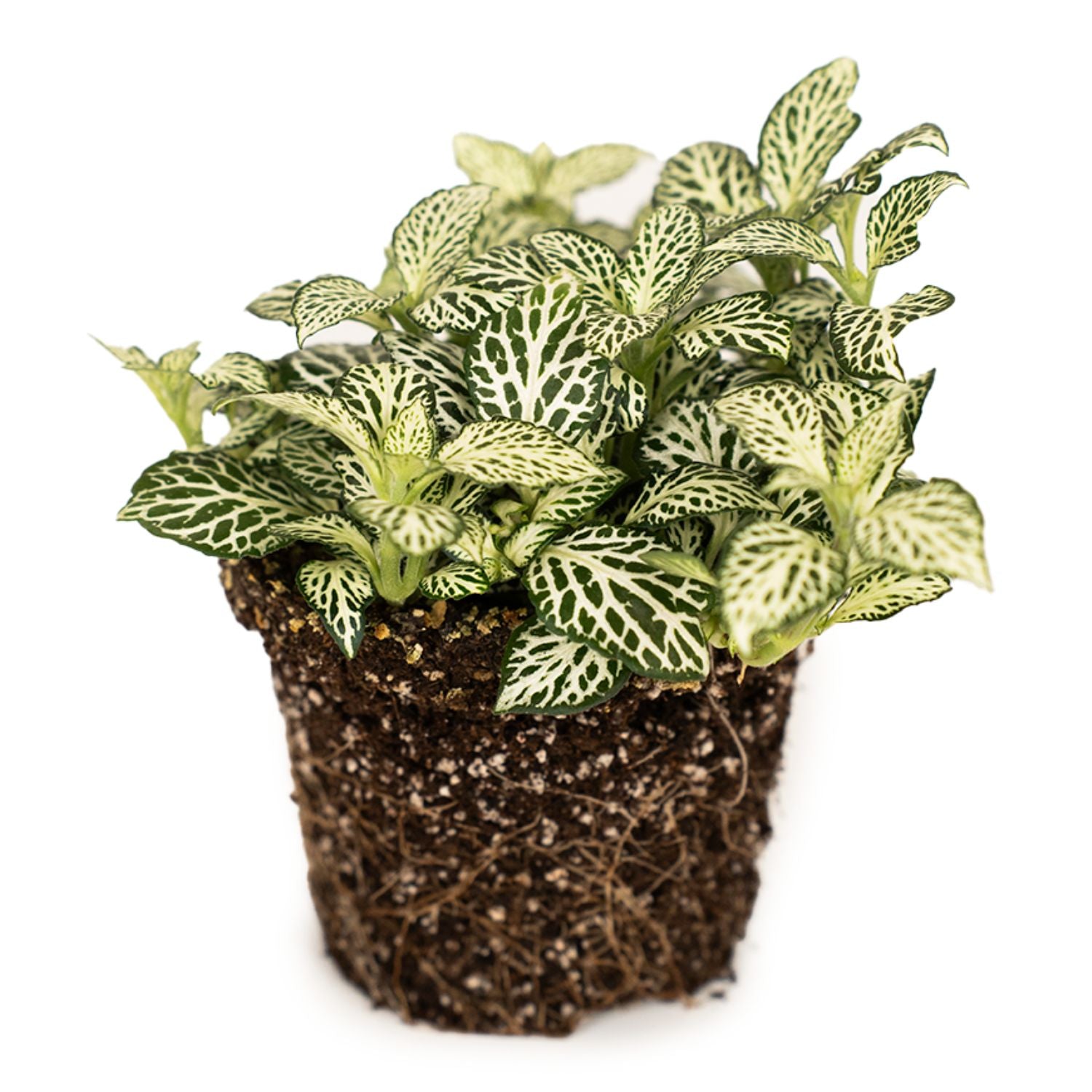 fitônia folhagem colorida