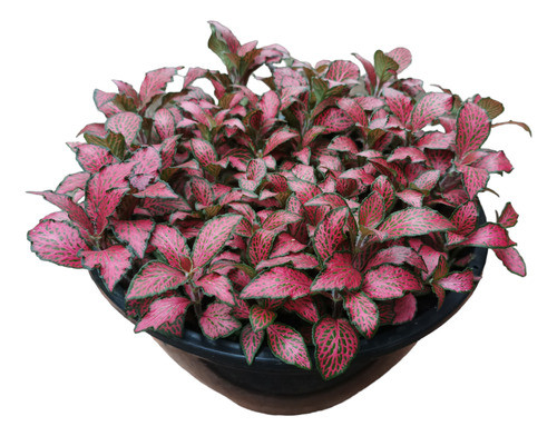 fitônia albivenis cultivo