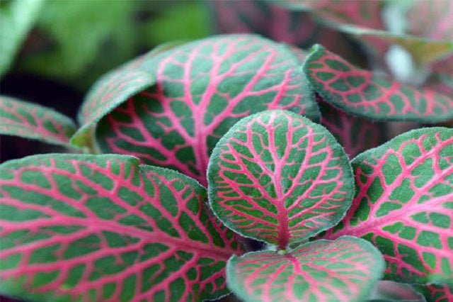 fitônia prateada cuidados