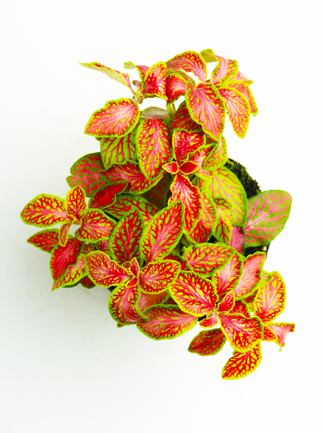 fitônia vermelha cultivo