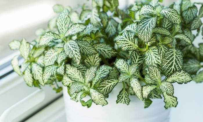 planta mosaico cuidados