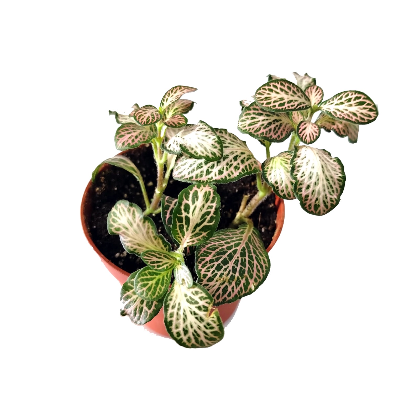 fitônia para terrário