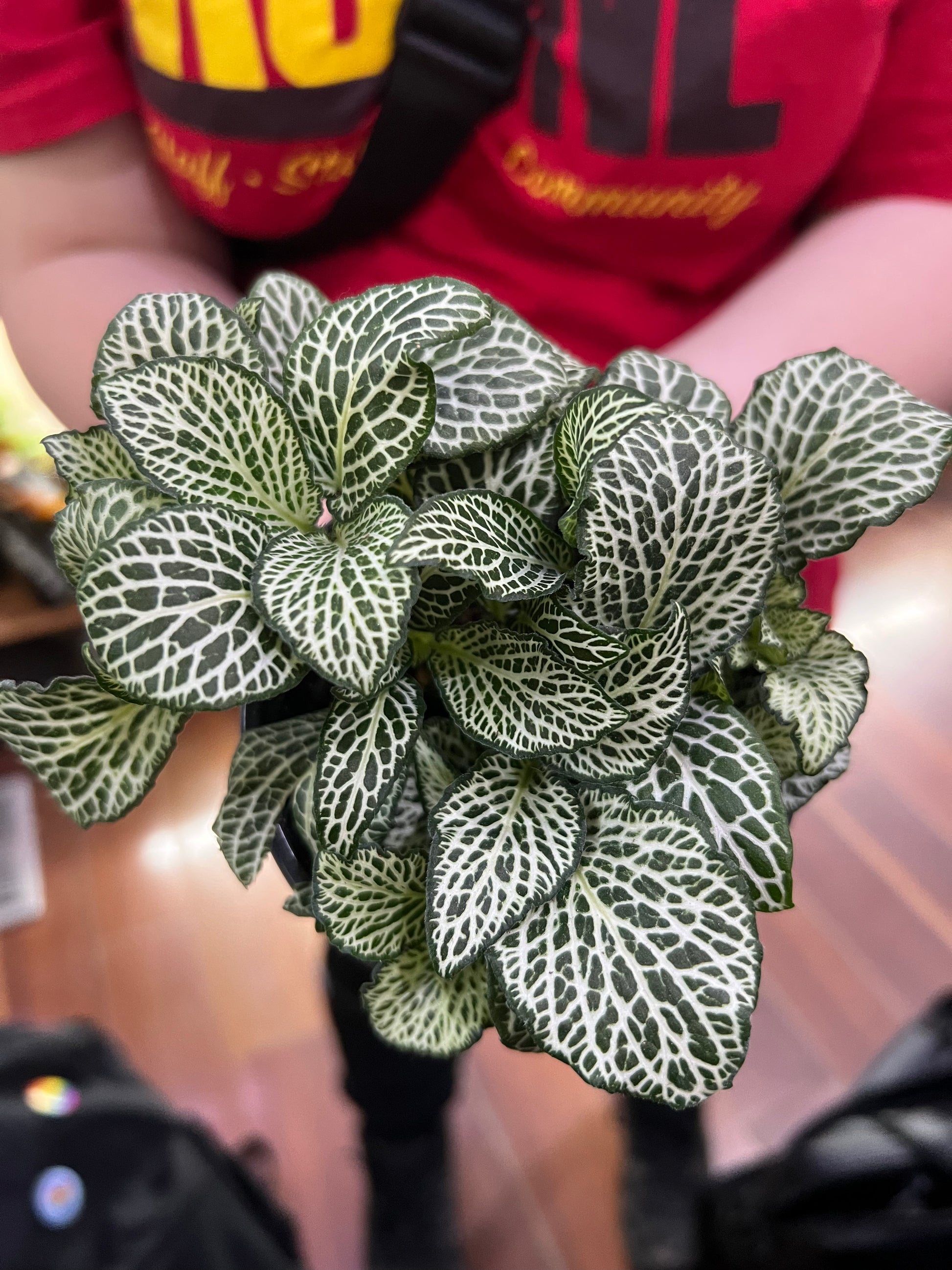 planta fitônia preço